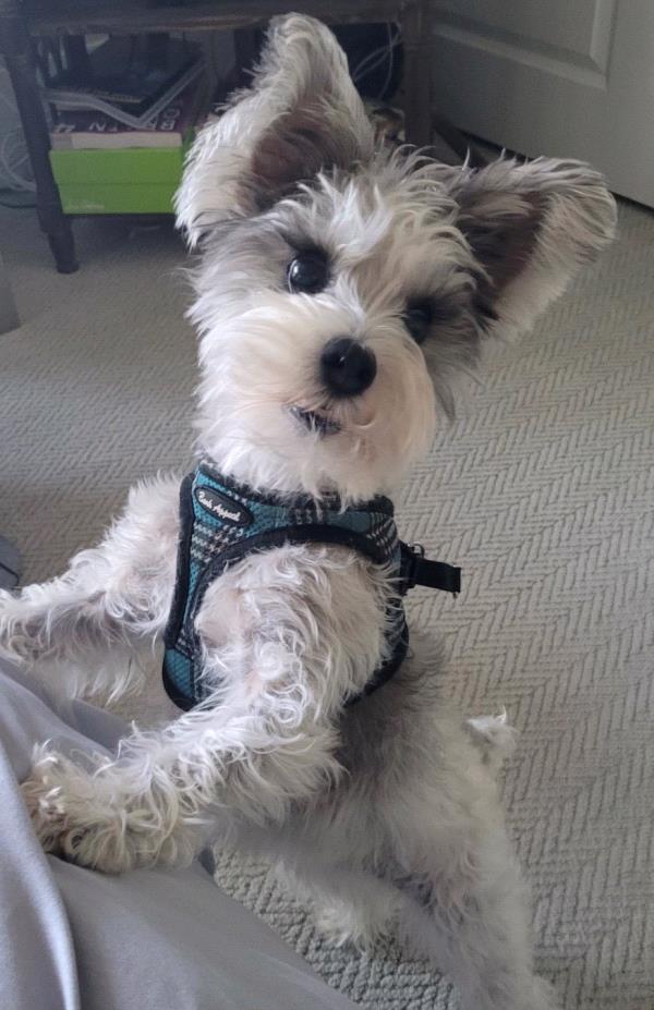 /Images/uploads/Mid County Chamber of Commerce/pet-mayor-2022/entries/23732thumb.jpg